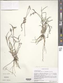 Commelina latifolia var. undulatifolia image