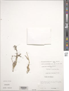 Aneilema pusillum subsp. thulinii image
