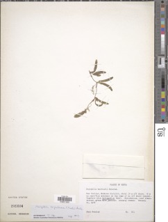Halophila ovalis image