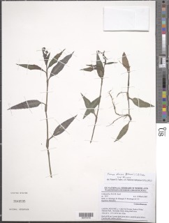 Floscopa africana subsp. africana image