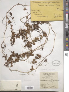 Dioscorea matagalpensis image