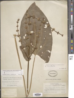 Echinodorus bracteatus image