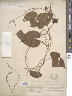 Dioscorea cymosula image