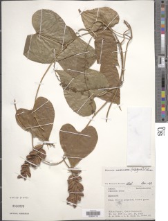 Image of Dioscorea racemosa