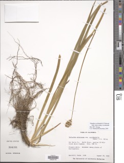 Triantha occidentalis image