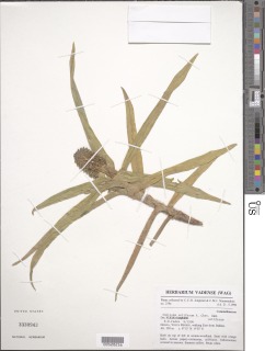Image of Aneilema setiferum