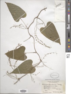 Dioscorea floribunda image