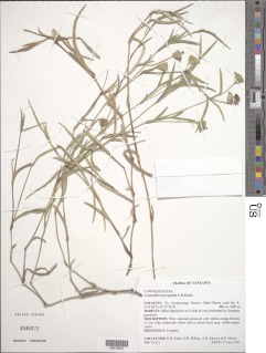 Commelina neurophylla image