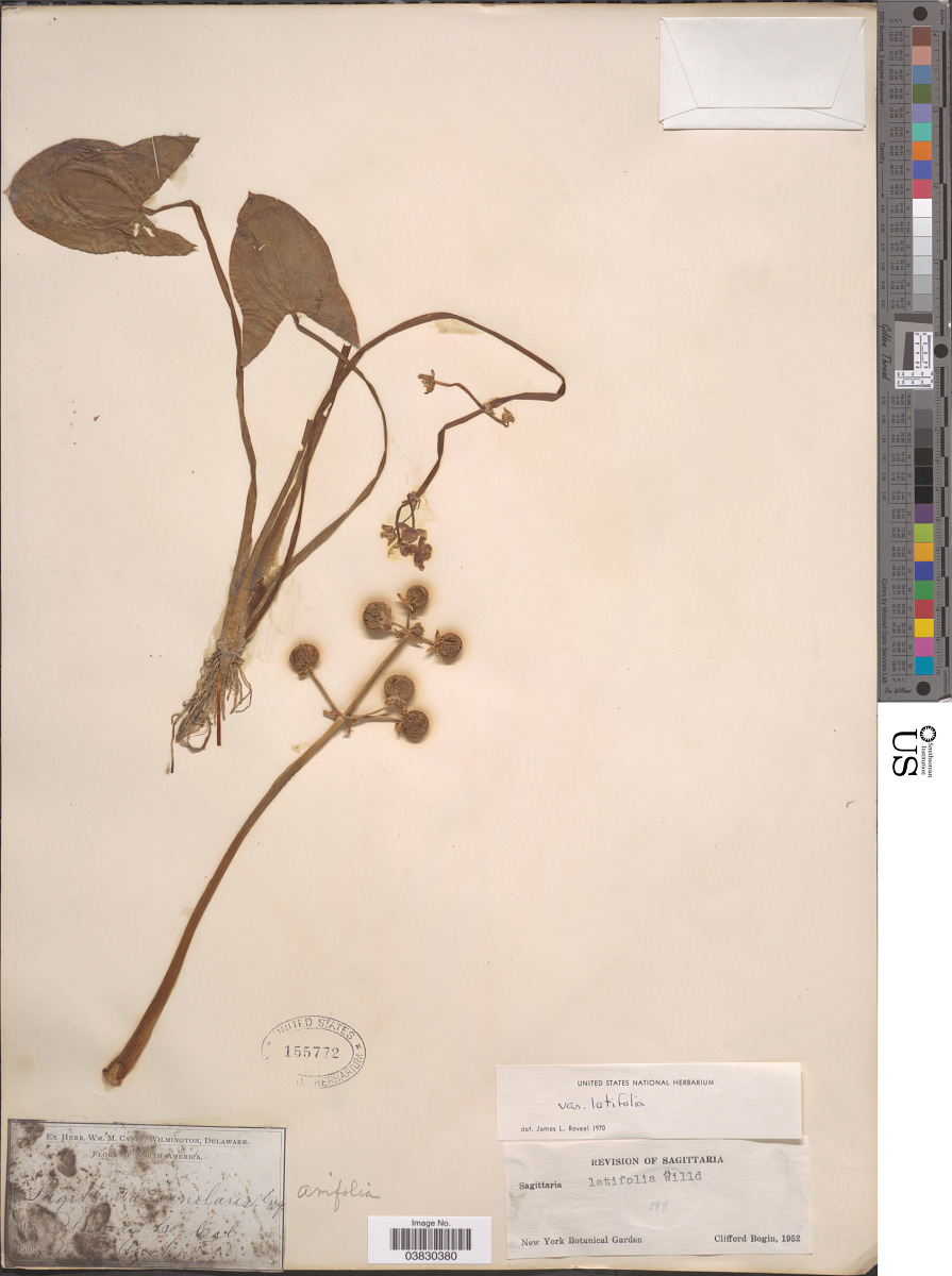 Alismataceae image
