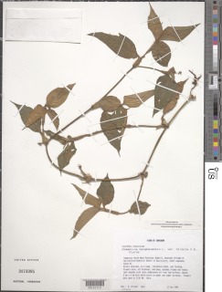 Image of Commelina benghalensis