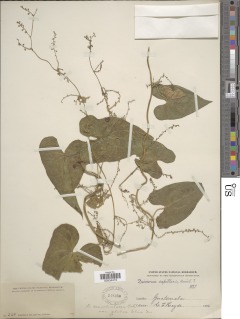 Dioscorea convolvulacea subsp. convolvulacea image