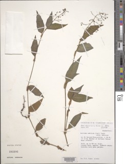 Aneilema umbrosum subsp. umbrosum image
