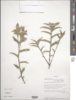 Commelina africana var. villosior image