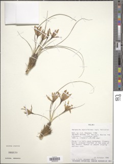 Image of Xerophyta equisetoides