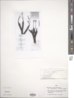 Xerophyta pauciramosa image
