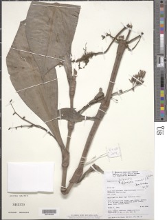 Buforrestia mannii image