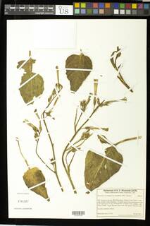 Nicotiana acuminata var. multiflora image