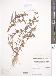 Commelina nigritana var. gambiae image