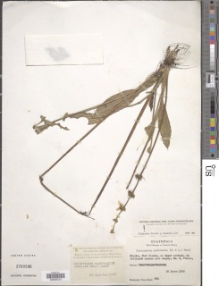 Image of Echinodorus subalatus