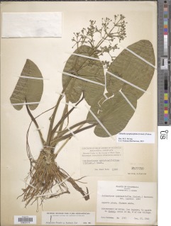 Albidella nymphaeifolia image