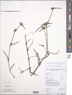 Cyanotis longifolia var. gracilis image