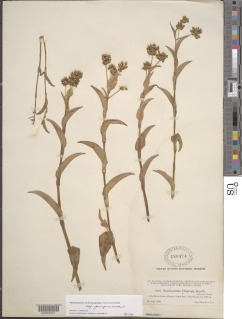 Tripogandra purpurascens image