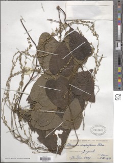 Image of Dioscorea semperflorens