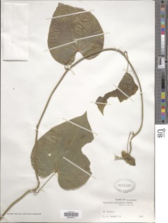Image of Dioscorea densiflora