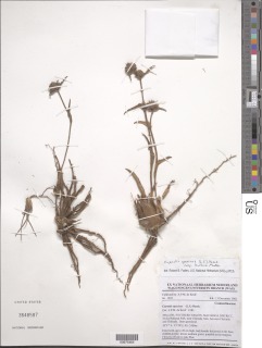 Cyanotis speciosa subsp. bulbosa image