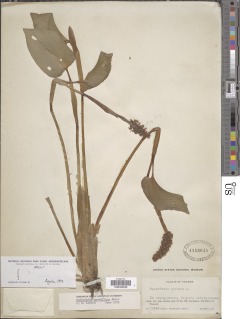 Pontederia parviflora image