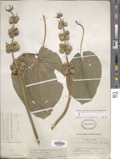 Image of Echinodorus tunicatus