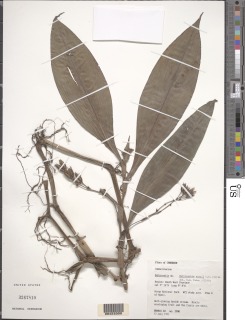 Buforrestia mannii image