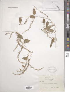 Dioscorea panamensis image