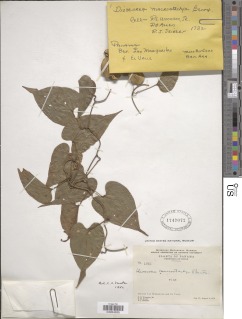 Dioscorea mexicana image
