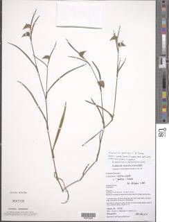 Commelina nigritana var. gambiae image