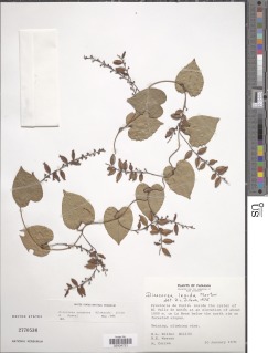 Dioscorea racemosa image