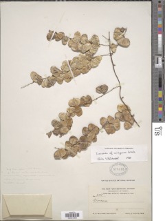 Image of Dioscorea amazonum