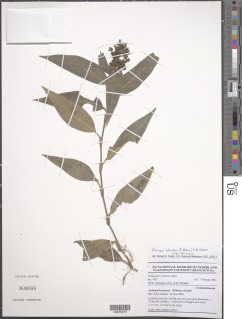 Floscopa africana subsp. africana image