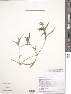 Commelina nigritana subsp. aggregata image