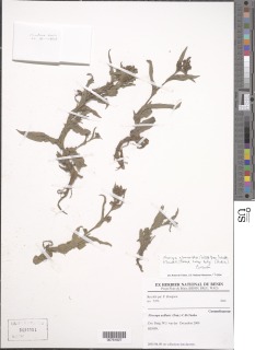 Floscopa glomerata subsp. lelyi image