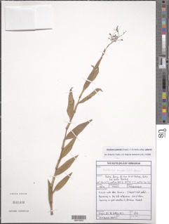 Aneilema petersii subsp. petersii image