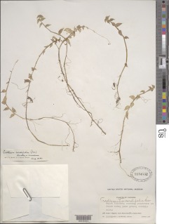 Image of Callisia cordifolia