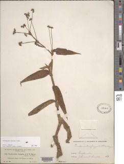 Tripogandra montana image