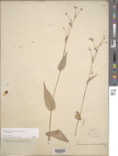 Tripogandra amplexicaulis image
