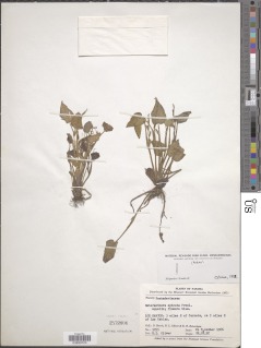 Image of Heteranthera spicata