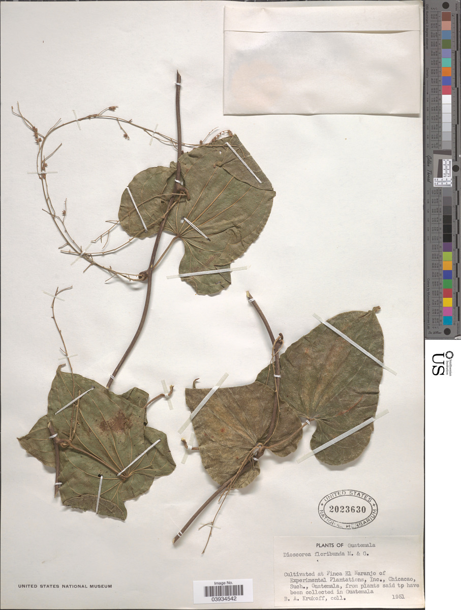 Dioscorea floribunda image
