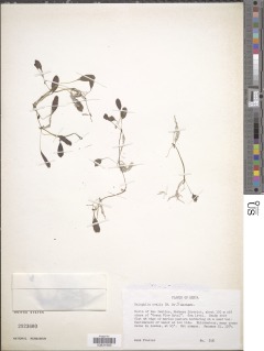 Halophila ovalis image