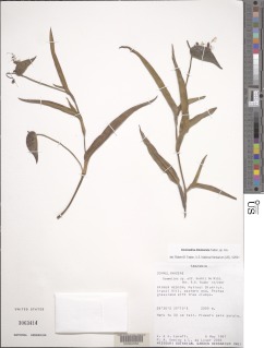 Commelina kituloensis image