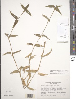 Commelina foliacea subsp. amplexicaulis image