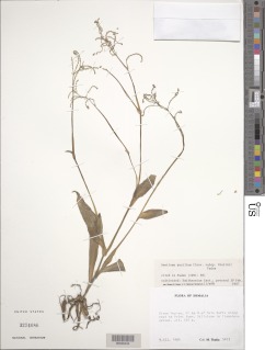 Aneilema pusillum subsp. thulinii image